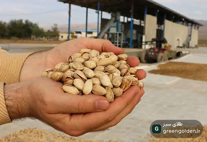 فراوری پسته چیست